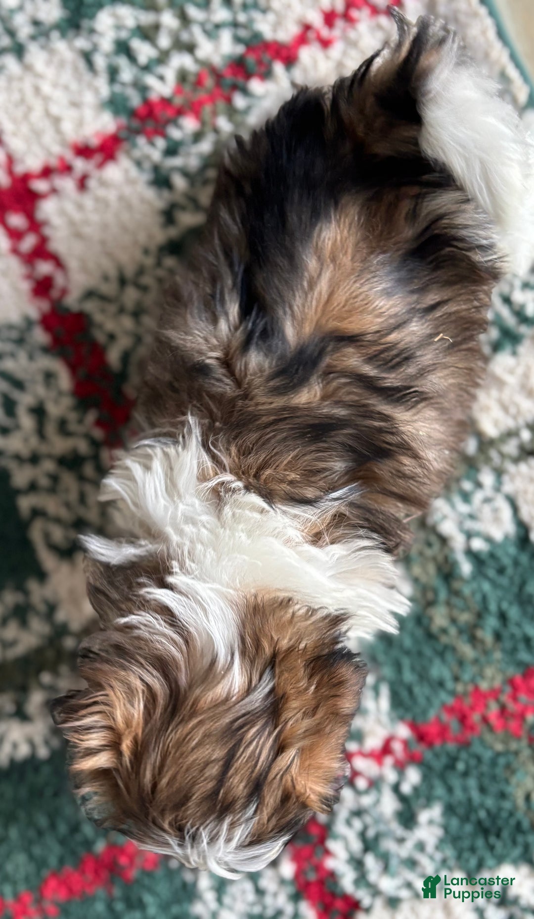 Shih Tzu dogs for sale: Prancer - Ad 4