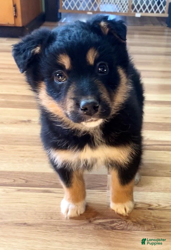 Mixed Breed dogs Missy - Ad 8