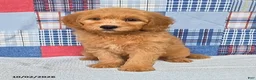 Mini Goldendoodle dogs for sale: Bandit - Ad 4