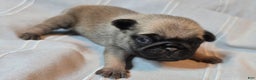 Pug dogs for sale: Fannie - Ad 12