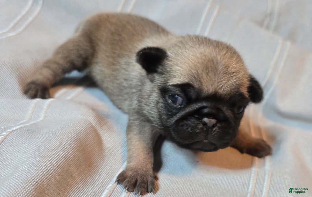 Pug dogs for sale: Fannie - Ad 12