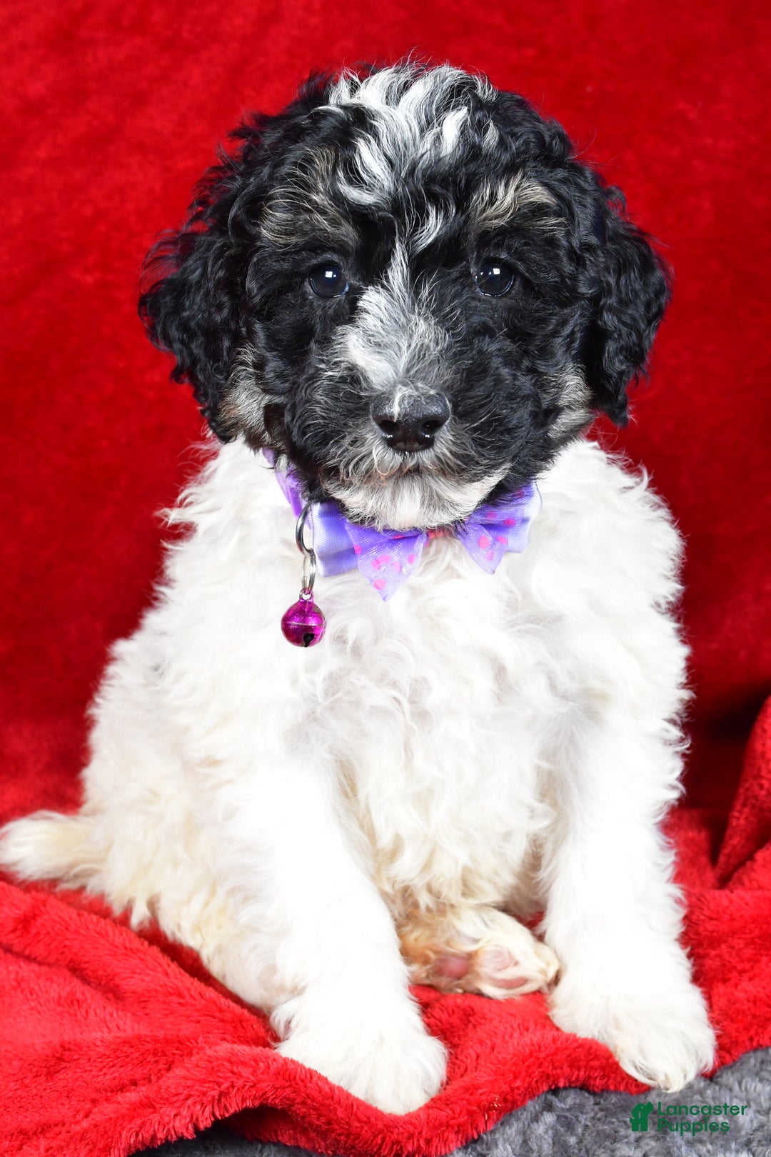 Miniature Poodle dogs for sale: Ernest - Ad 8