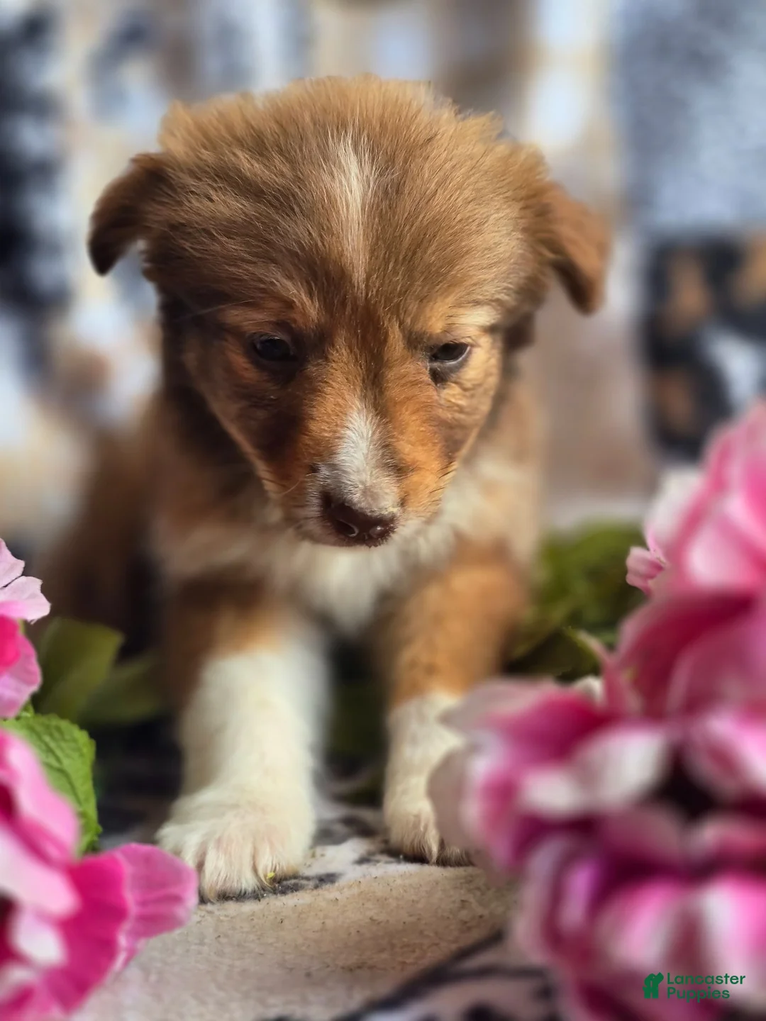 Mixed Breed dogs for sale: Mixed Breed 4 - Ad 1