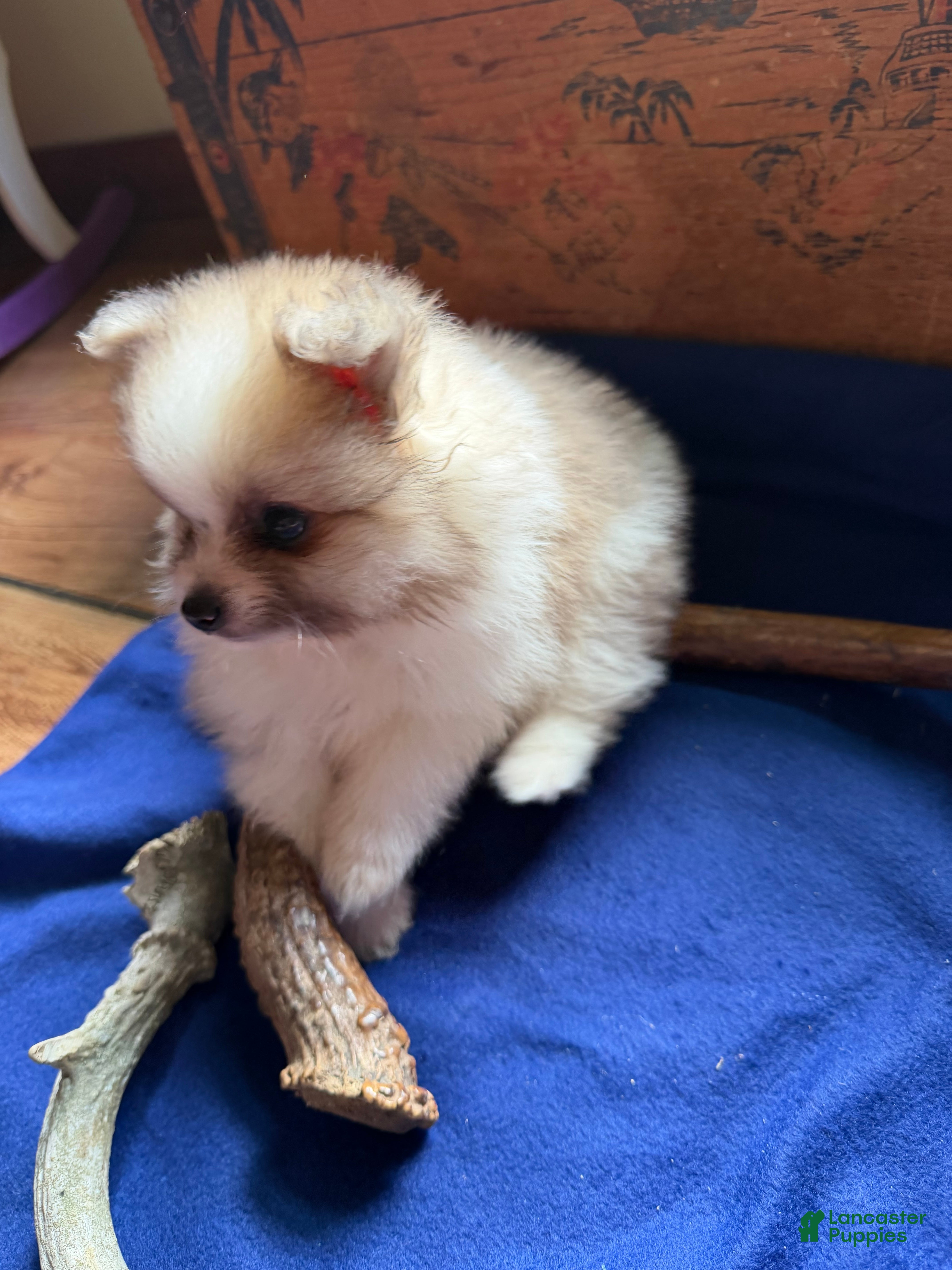 Pomeranian dogs Pomeranian 1 - Ad 1