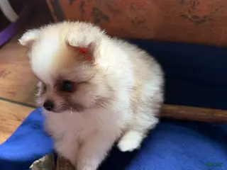 Pomeranian dogs for sale: Pomeranian 1 - Ad 1