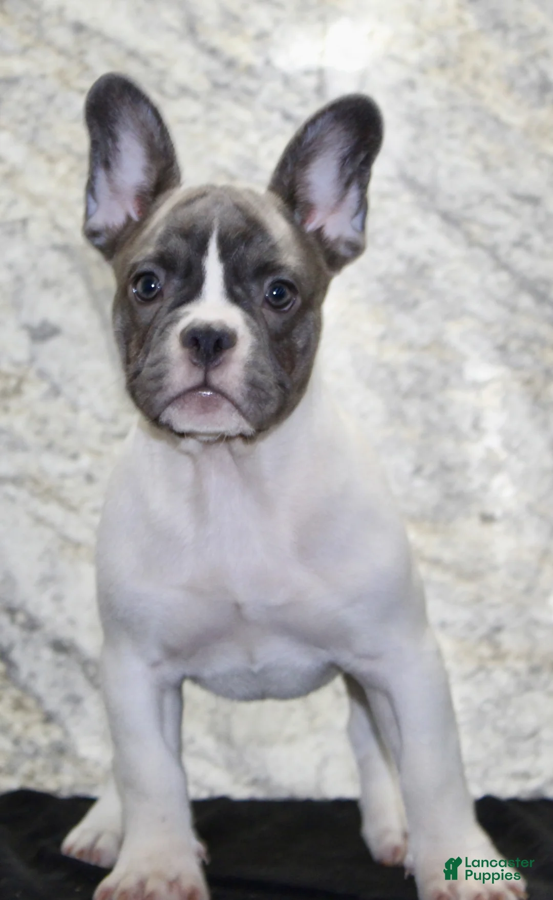 French Bulldog dogs for sale: Pearl - Ad 2