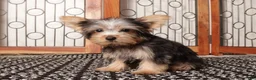 Yorkshire Terrier dogs for sale: Nico Loving Male Yorkie- ACA - Ad 3