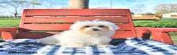 Maltese dogs for sale: Romeo EXTRA SMALL - Ad 5