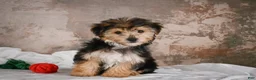 Yochon dogs for sale: ACE - Ad 3
