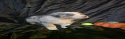 Australian Shepherd dogs for sale: "Autumn" Tricolor blue merle (more brown) - Ad 2