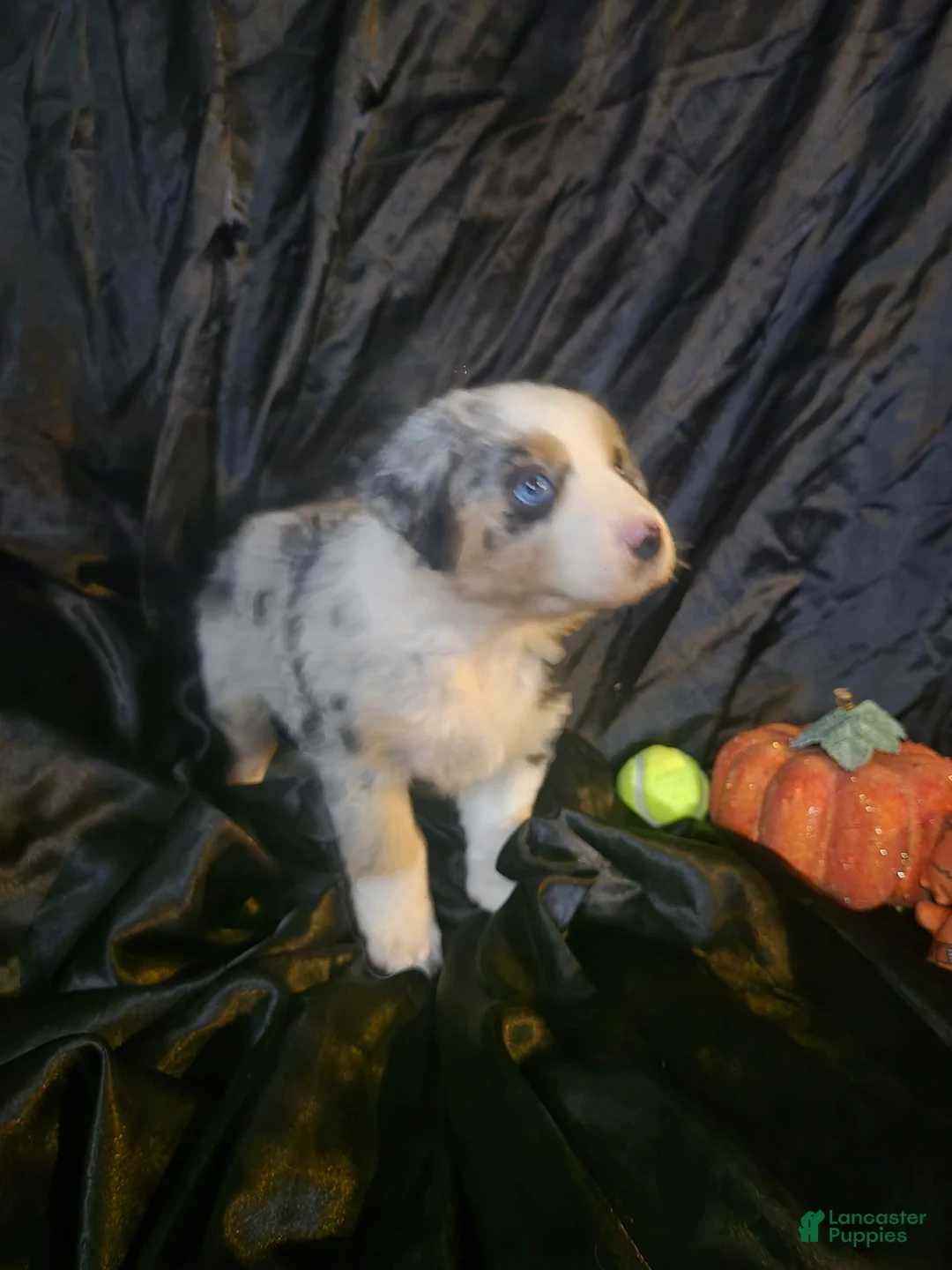 Australian Shepherd dogs for sale: "Autumn" Tricolor blue merle (more brown) - Ad 2