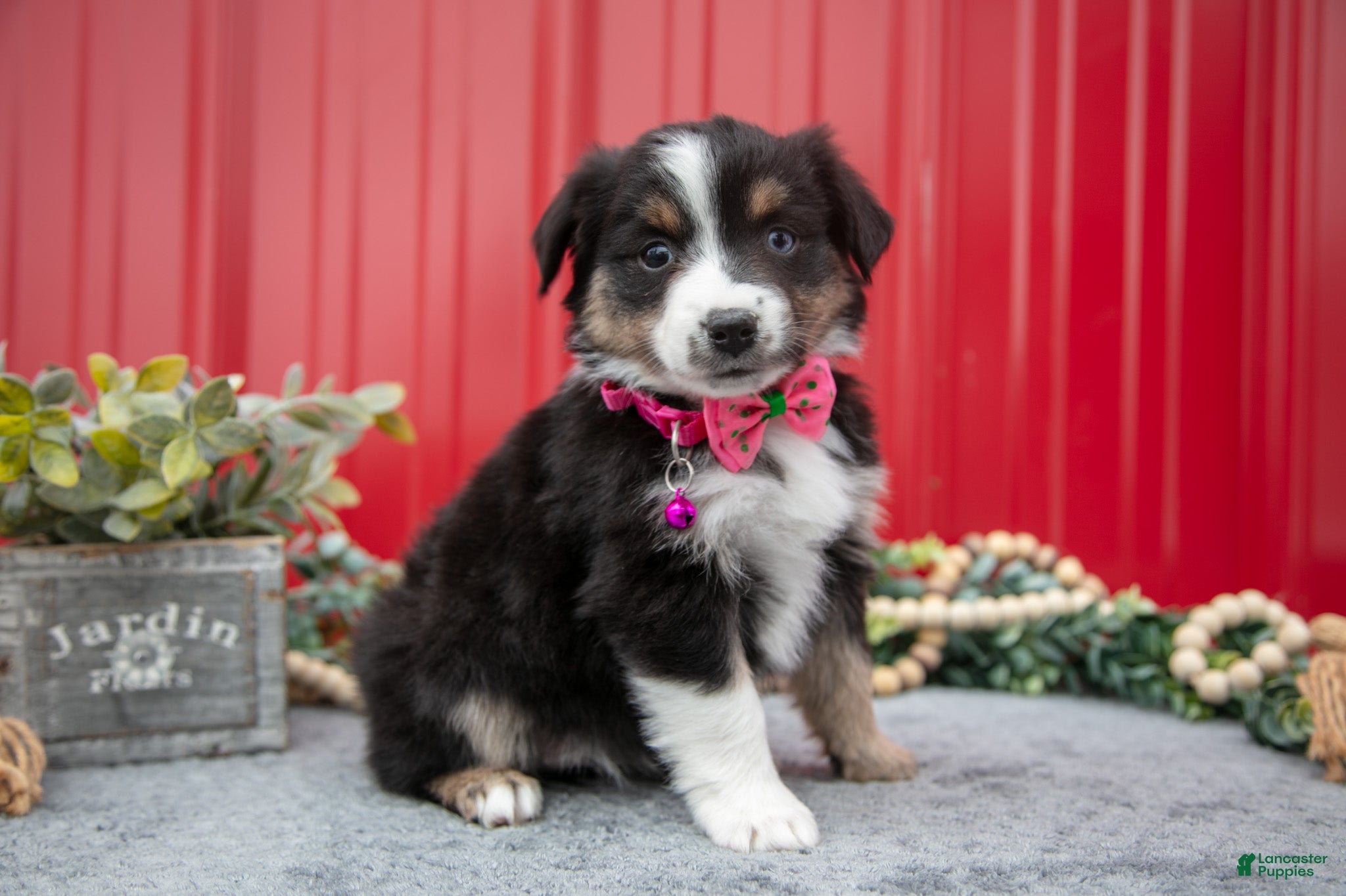Miniature Australian Shepherd dogs Lynette - Ad 27