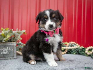 Miniature Australian Shepherd dogs Lynette - Ad 30