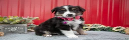 Miniature Australian Shepherd dogs for sale: Lynette - Ad 1