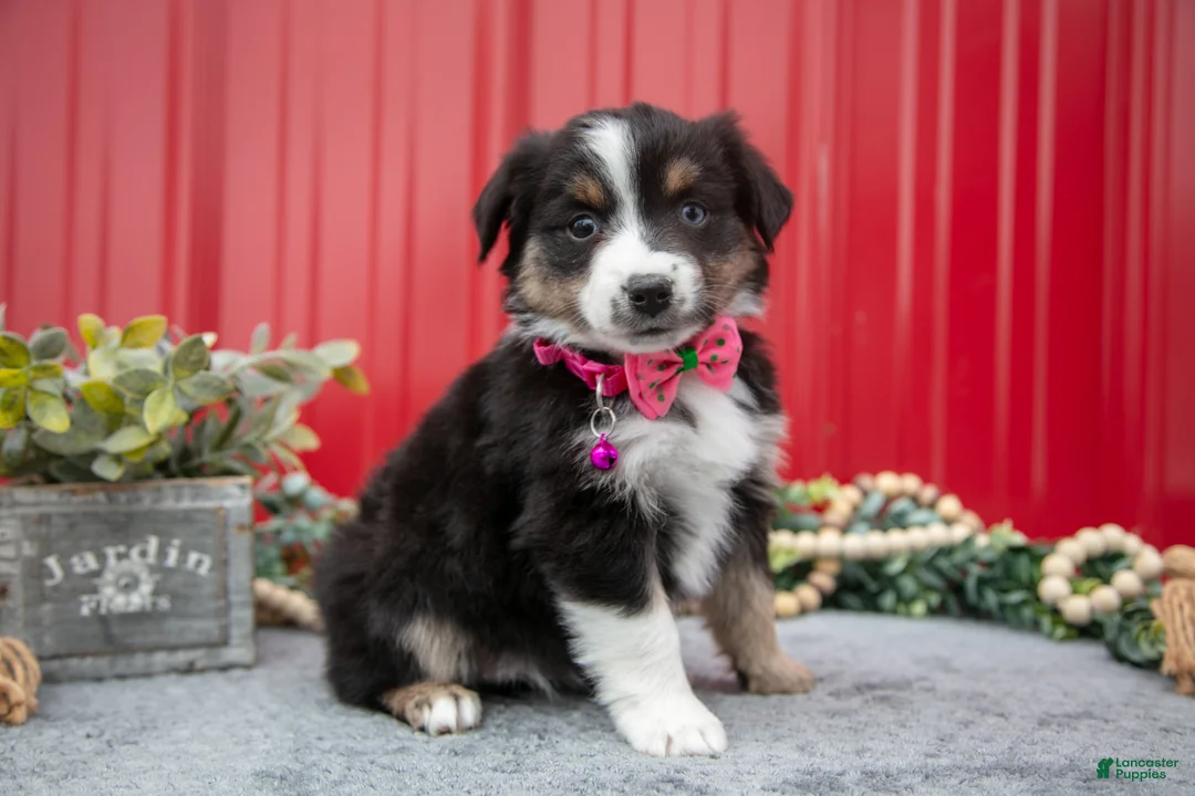 Miniature Australian Shepherd dogs for sale: Lynette - Ad 1