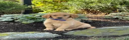 Golden Retriever dogs for sale: Kermit - Ad 1