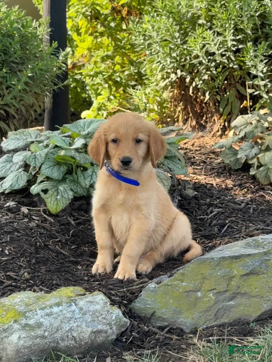 Golden Retriever dogs for sale: Kermit - Ad 1