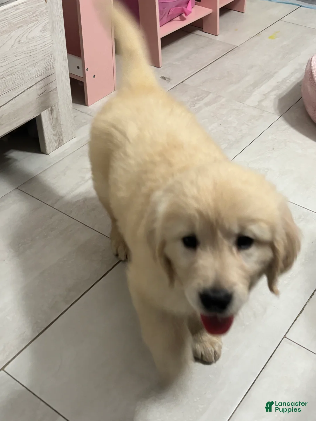Golden Retriever dogs for sale: Golden Retriever Puppy 1 - Ad 1