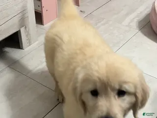 Golden Retriever dogs Golden Retriever Puppy 1 - Ad 2