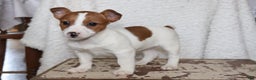 Jack Russell Terrier dogs for sale: Butterscotch - Ad 2