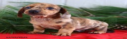 Miniature Dachshund dogs for sale: Scott - Ad 3