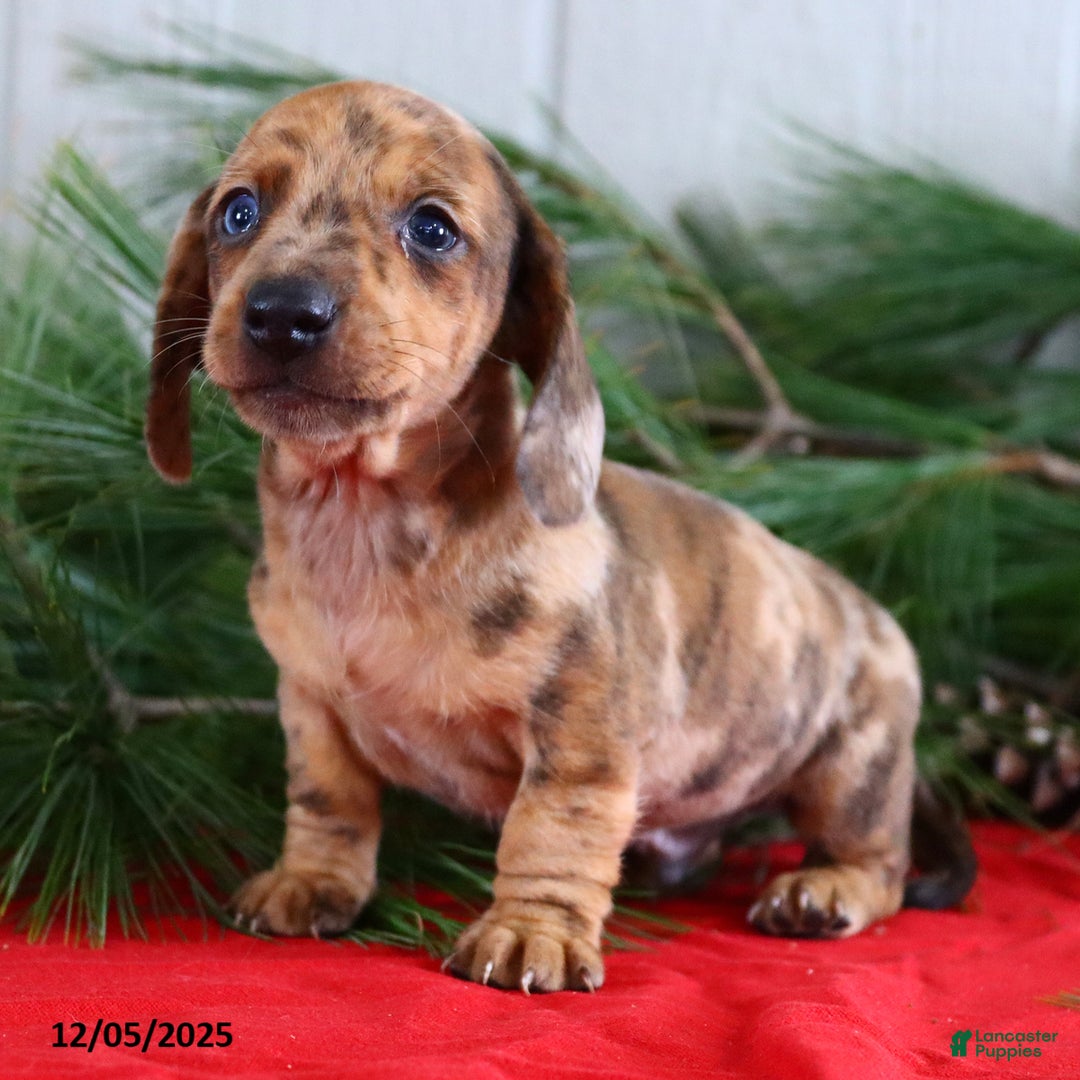 Miniature Dachshund dogs for sale: Scott - Ad 3