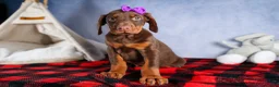 Doberman Pinscher dogs for sale: FANNIE - Ad 1