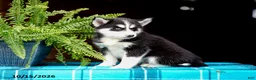 Pomsky dogs for sale: Taffy - Ad 8