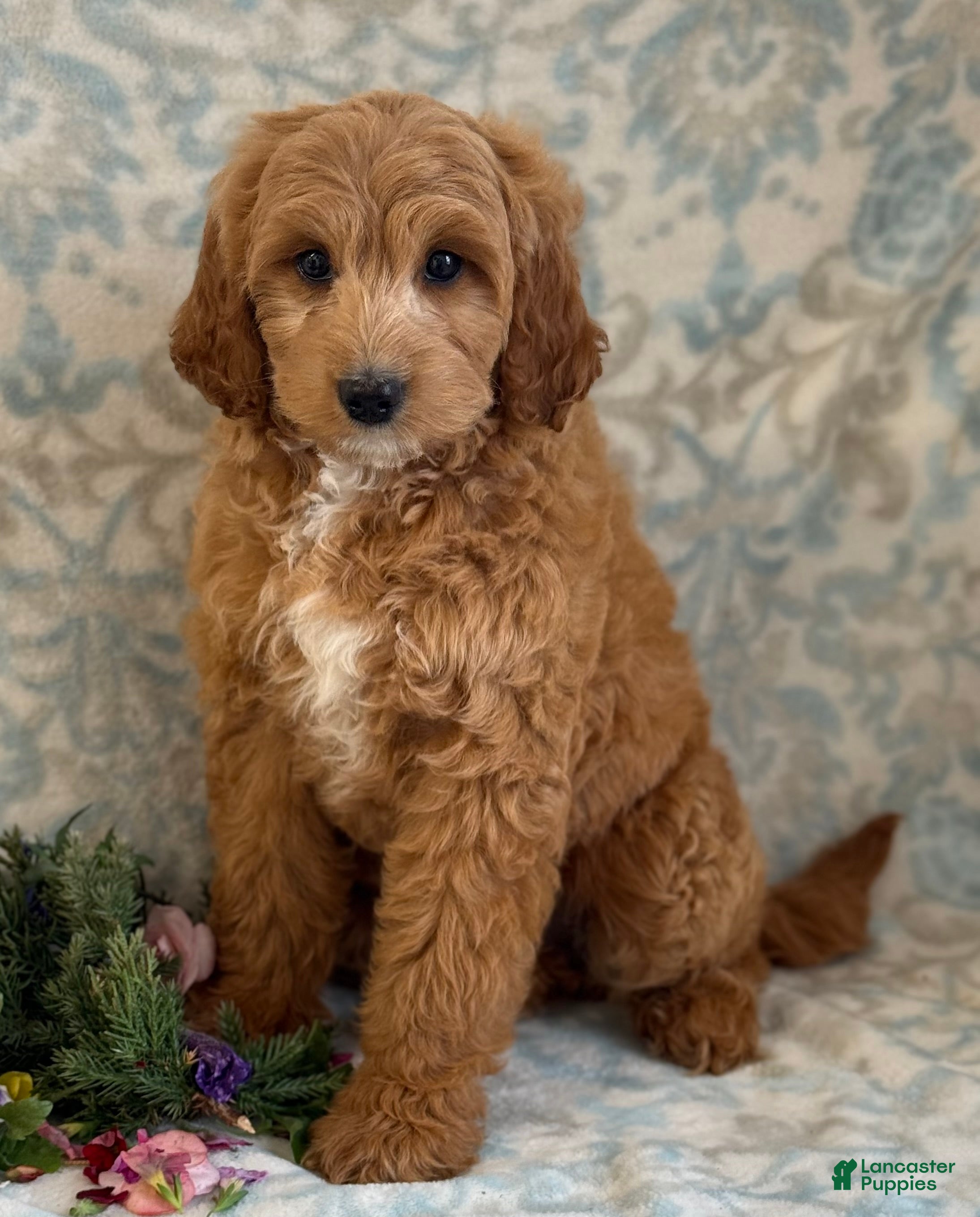 Mini Goldendoodle dogs Sasha - Ad 1