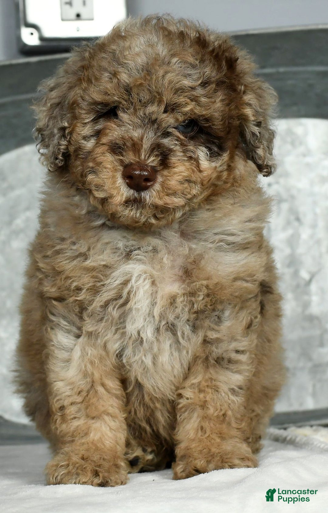 Miniature Poodle dogs for sale: Jake - Ad 2