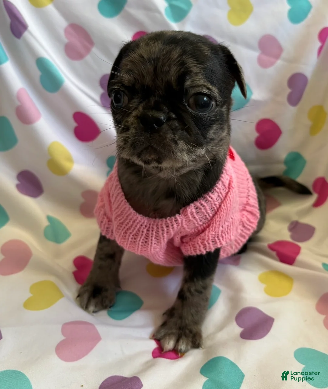 Pug dogs for sale: Elphaba - Ad 1