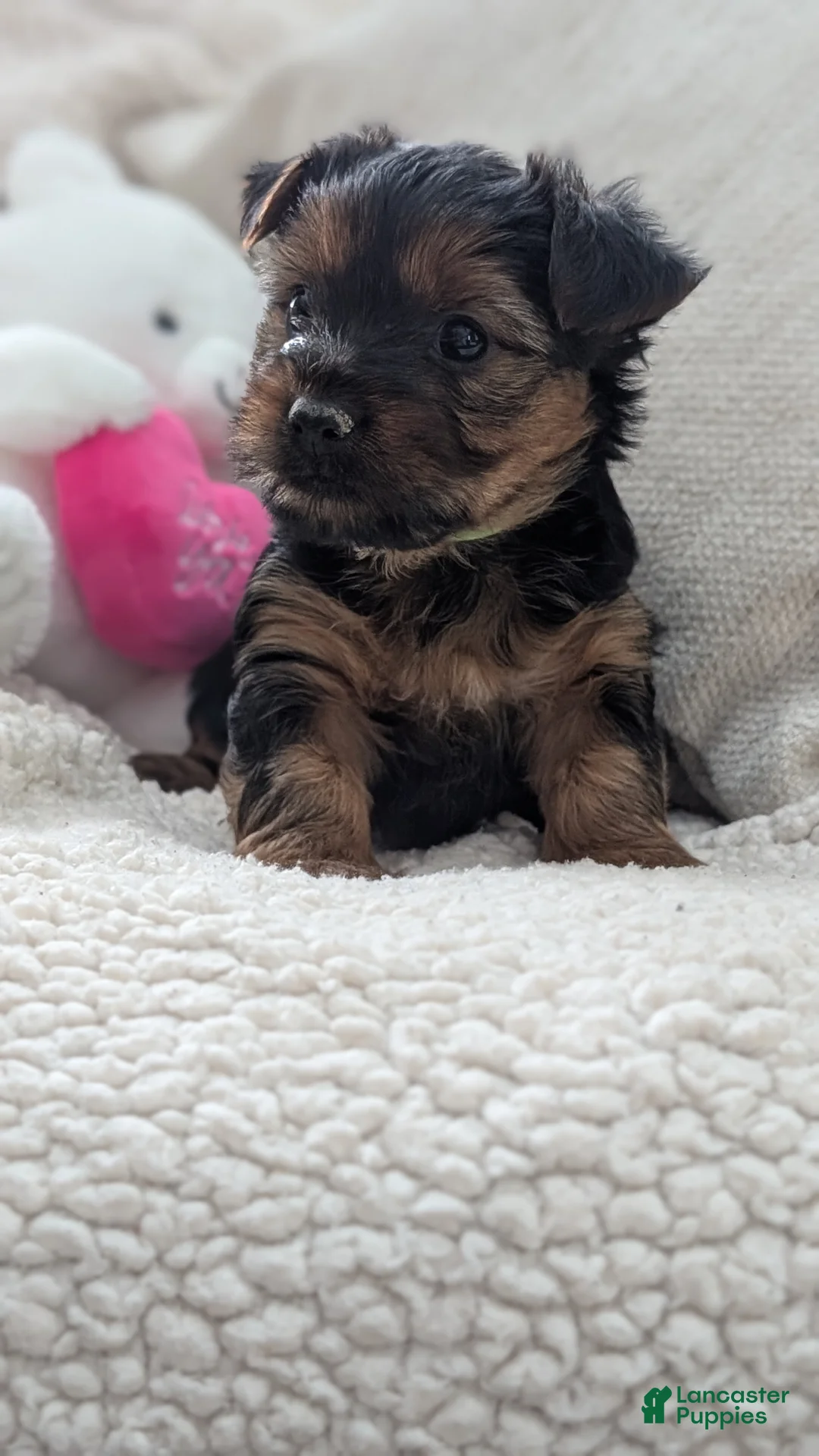 Yorkshire Terrier dogs for sale: Ariel - Ad 11