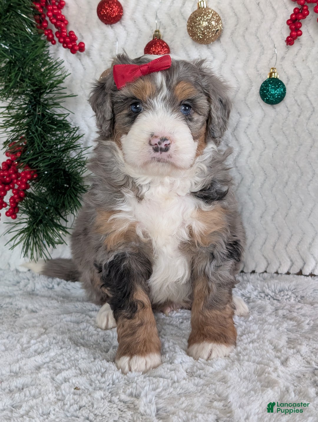 Mini Bernedoodle dogs for sale: Mini Niko  - Ad 32