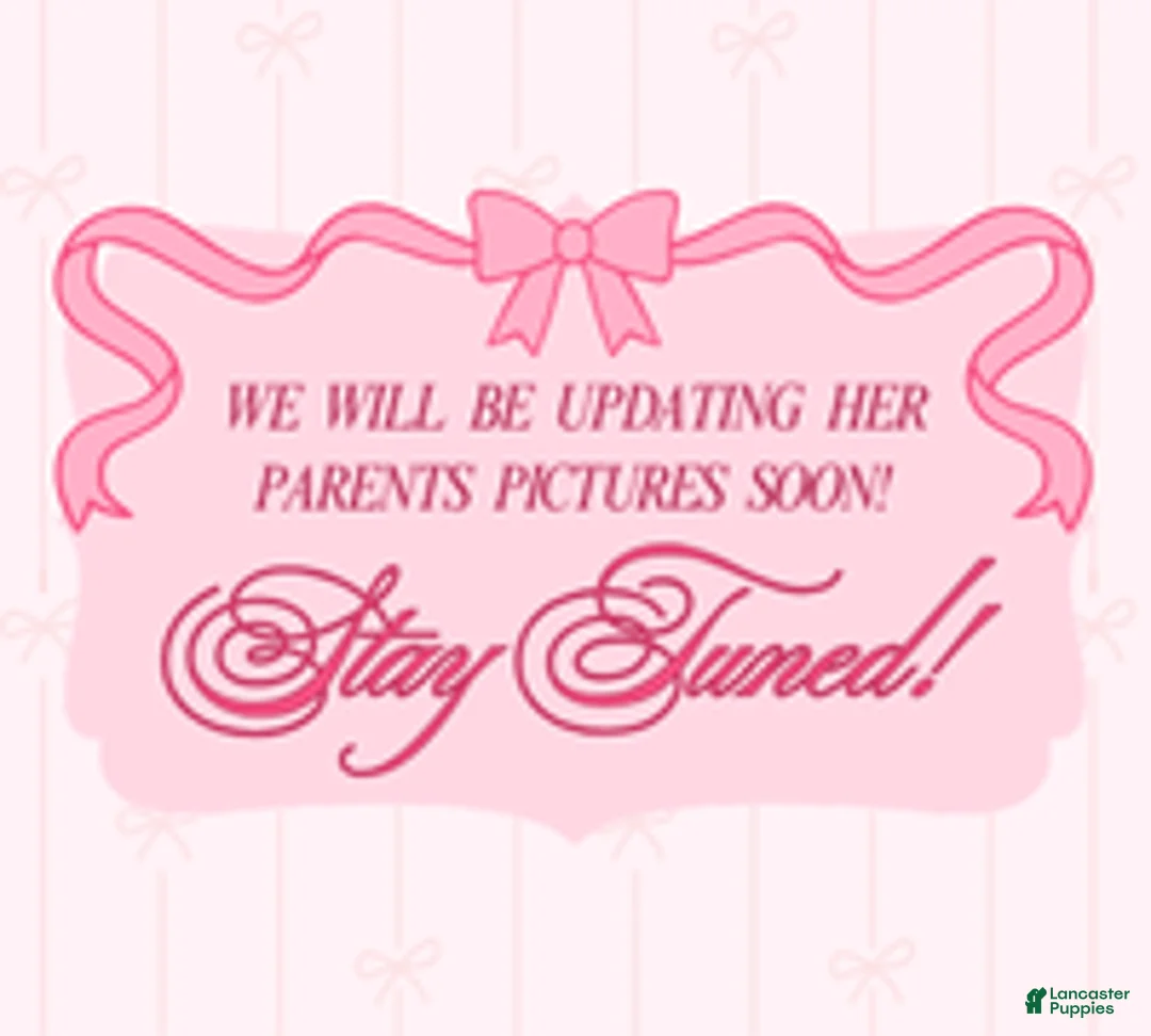 Cavapoo dogs for sale: Lilly - Ad 24