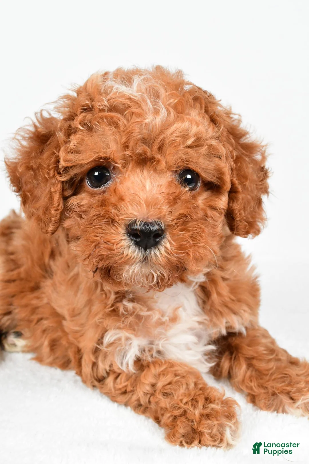Maltipoo dogs for sale: Sammy - Ad 13