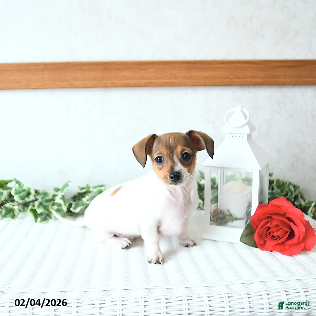 Chiweenie dogs for sale: Sweetheart - Ad 1