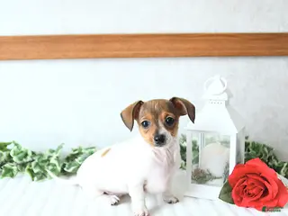 Chiweenie dogs Sweetheart - Ad 7