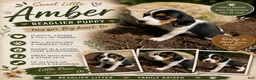 Beaglier dogs for sale: Amber - Ad 1