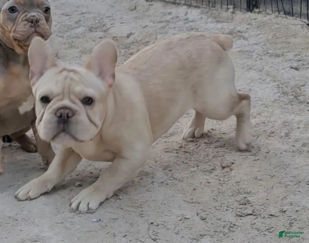 French Bulldog dogs for sale: French Bulldog Puppy 2 - Ad 7