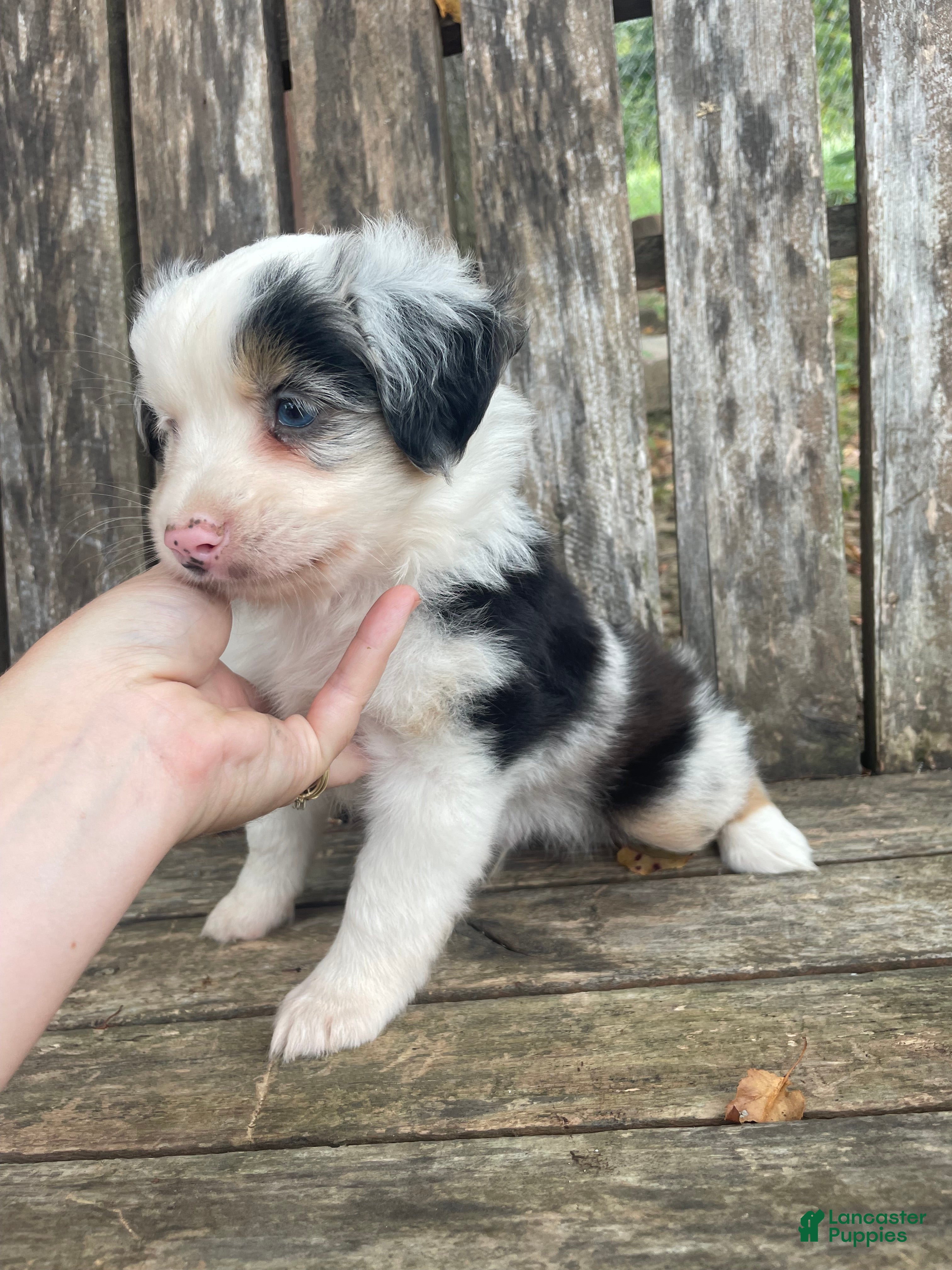Miniature Australian Shepherd dogs Miniature Australian Shepherd 2 - Ad 1