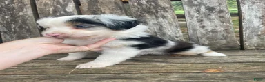 Miniature Australian Shepherd 2