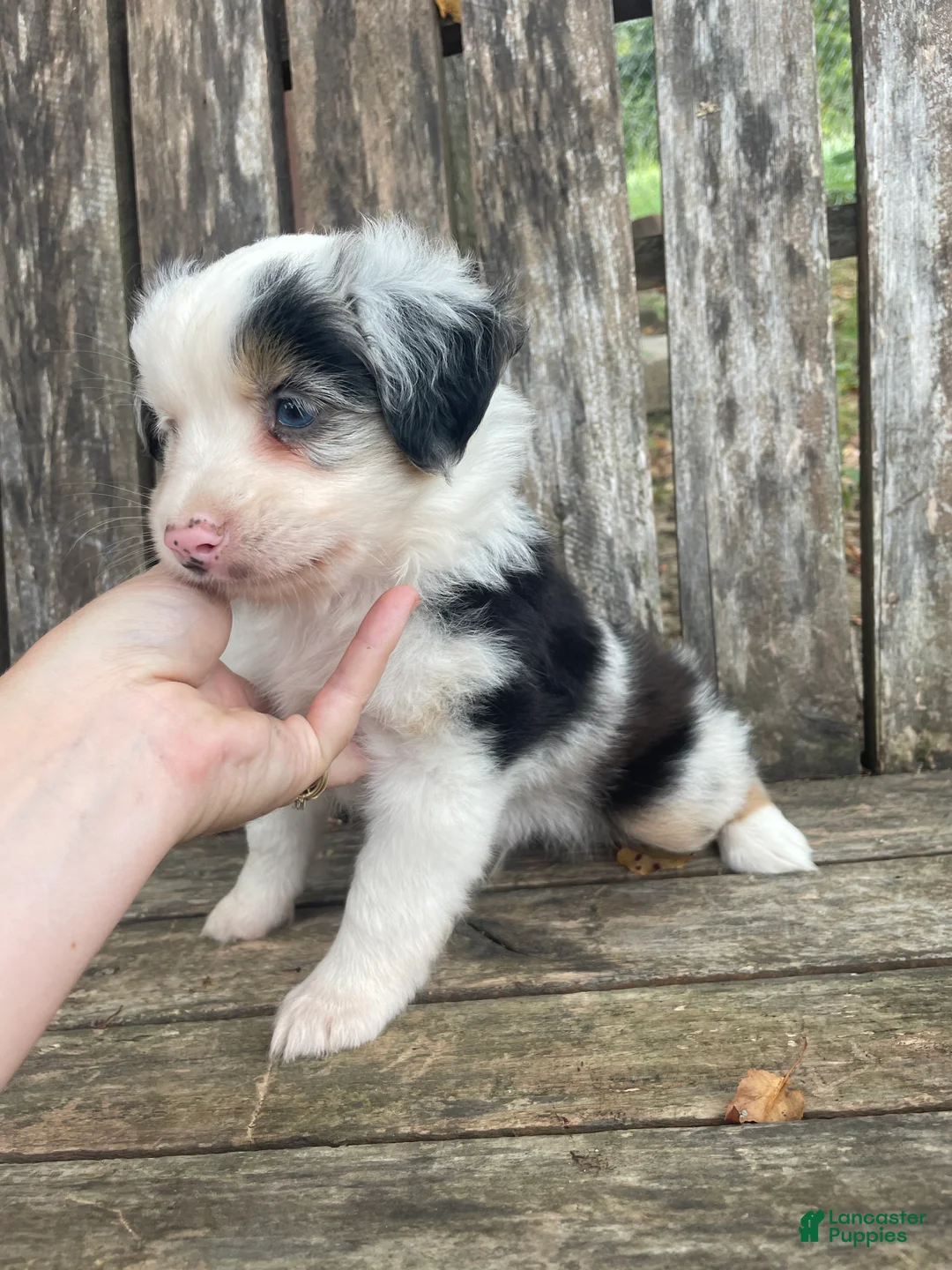 Miniature Australian Shepherd dogs for sale: Miniature Australian Shepherd 2 - Ad 1