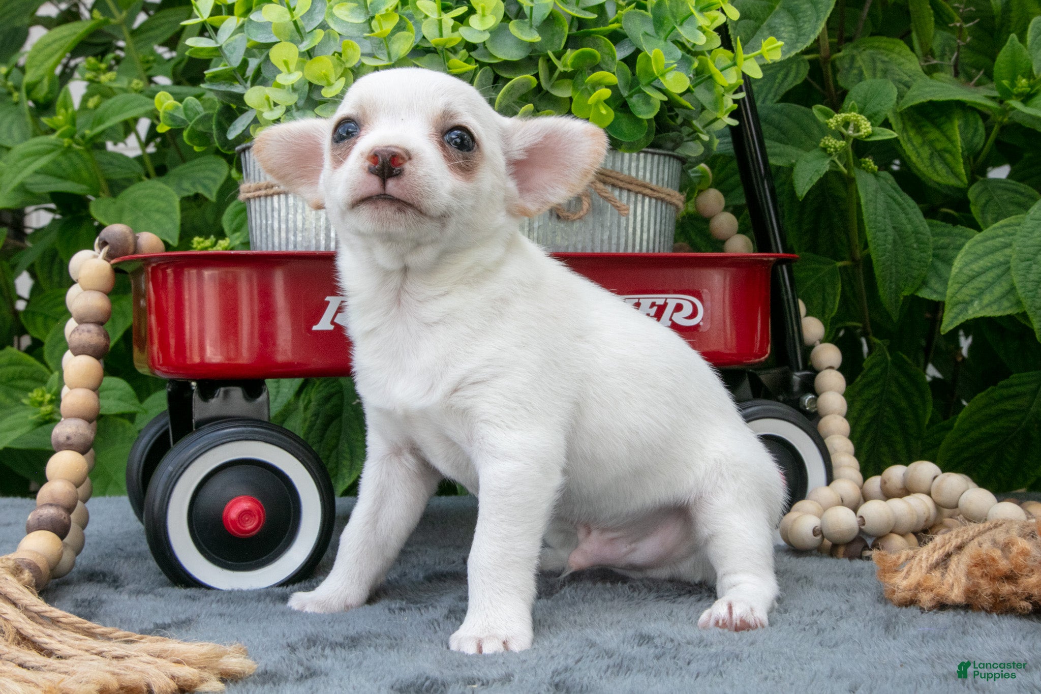 Chihuahua dogs Toffee - Ad 2