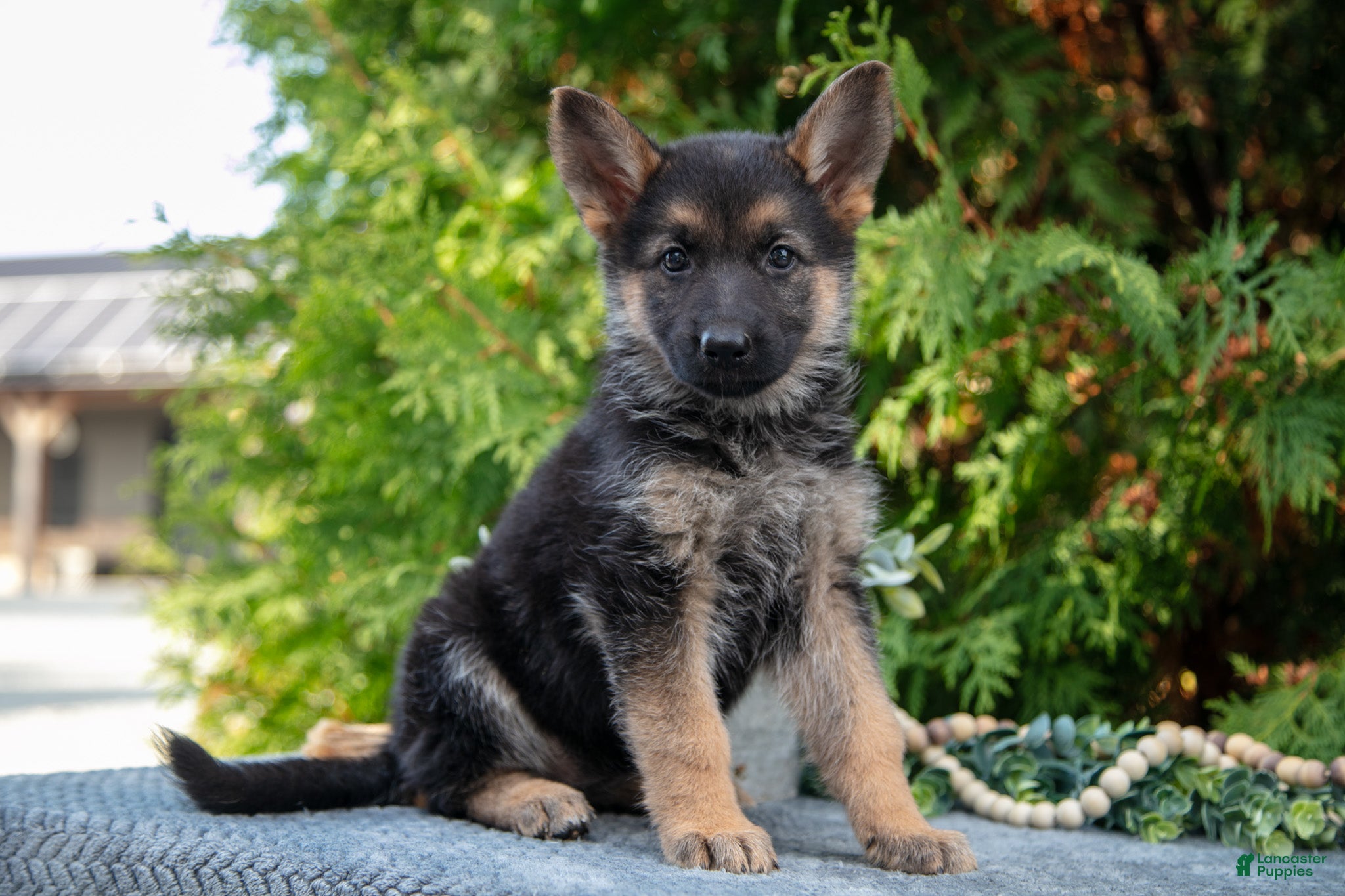 German Shepherd dogs Lydia - Ad 6