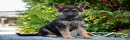 German Shepherd dogs for sale: Lydia - Ad 1