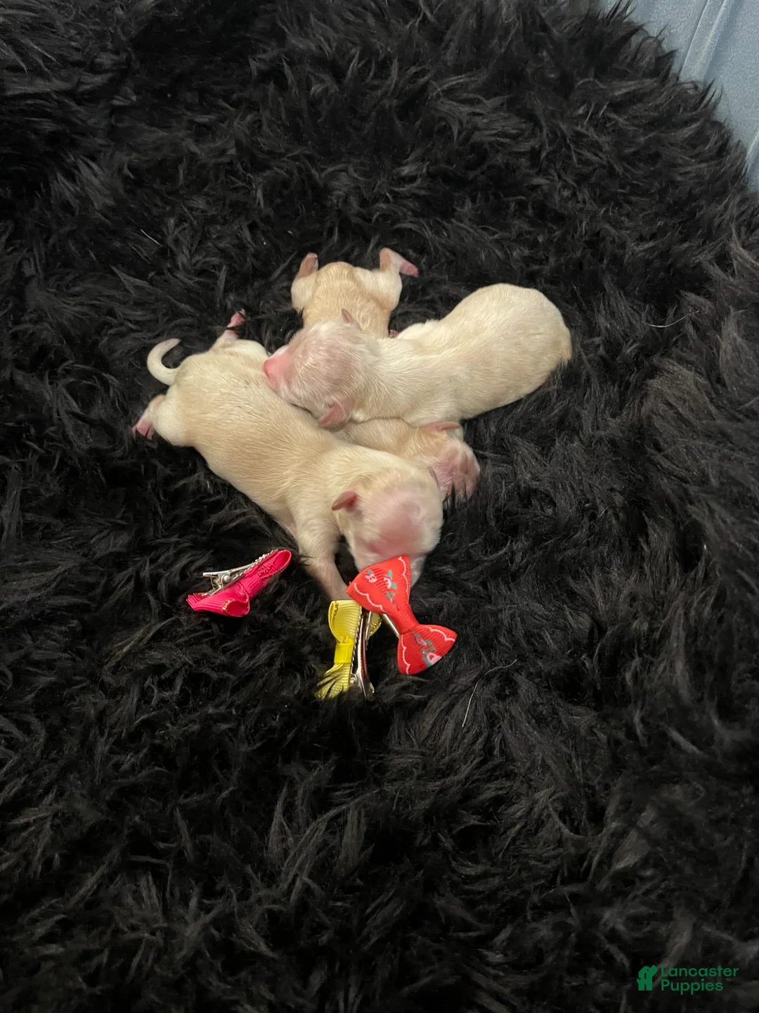 Maltipoo dogs for sale: Maltipoo Girls 🩷🩷🩷 - Ad 2