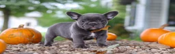 French Bulldog dogs for sale: Hallie - Ad 5
