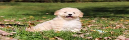 Maltipoo dogs for sale: Connor - Ad 8