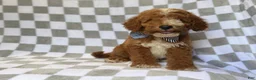 Mini Goldendoodle dogs for sale: Cosmo - Ad 8