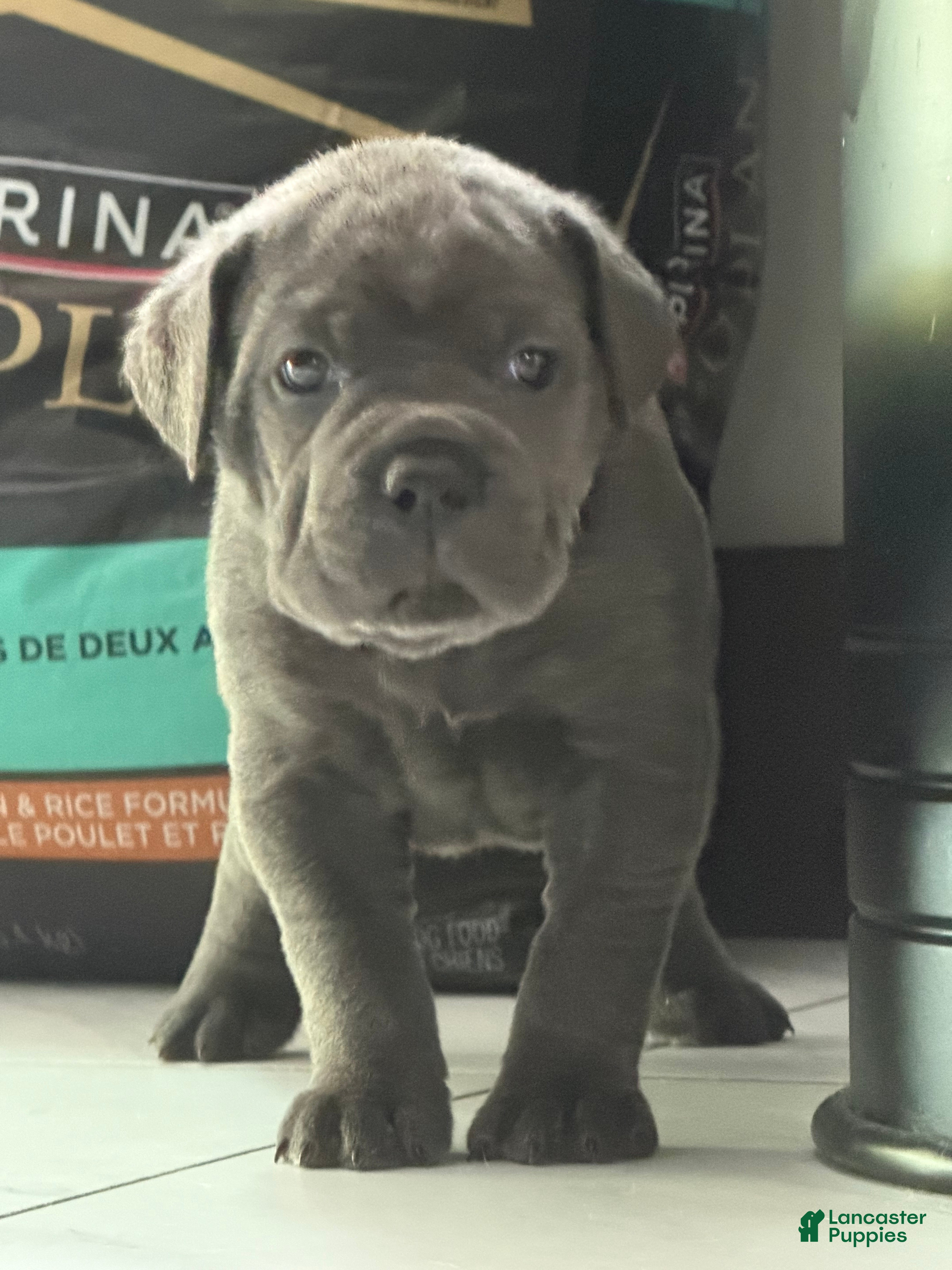 Cane Corso dogs Teal Collar - Maria - Ad 1